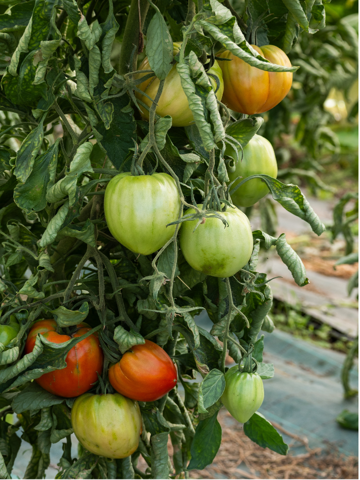 La tomate dans tous ses états : les variétés des marchés niçois Gusta Nissa