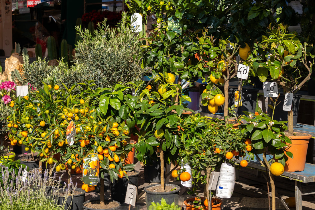 Exploring Wines from Nice and Provence