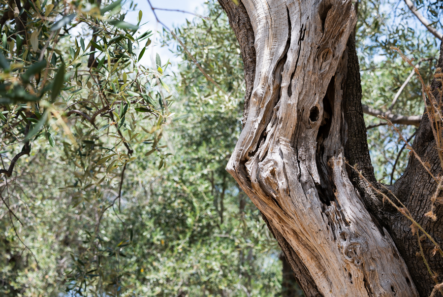 Huile d'olive & terroir